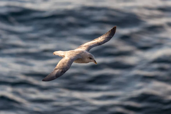 Nördlicher Fulmar Fliegt Über Dem Arktischen Meer Auf Spitzbergen — Stockfoto