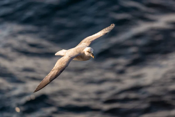 Nördlicher Fulmar Fliegt Über Dem Arktischen Meer Auf Spitzbergen — Stockfoto