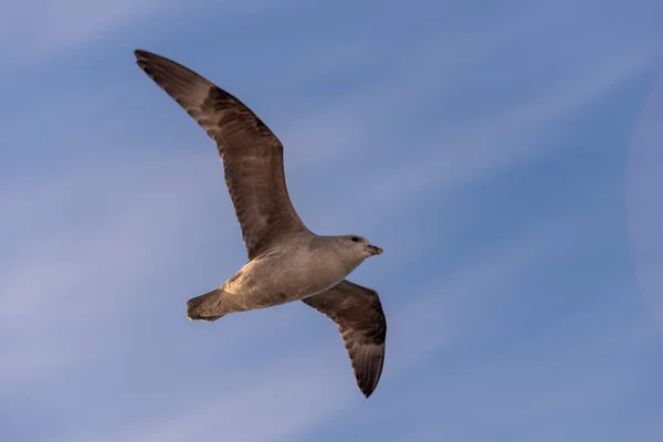 Nördlicher Fulmar Fliegt Über Dem Arktischen Meer Auf Spitzbergen — Stockfoto