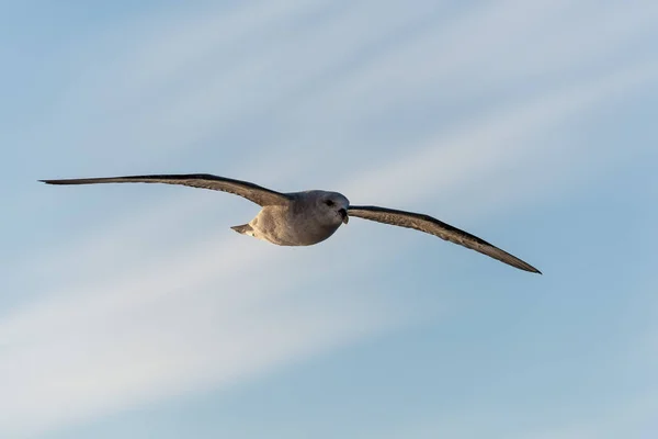 Nördlicher Fulmar Fliegt Über Dem Arktischen Meer Auf Spitzbergen — Stockfoto