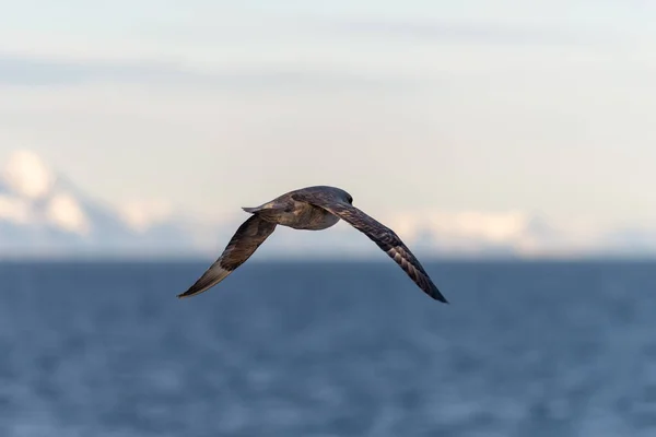 Norra Fulmar Flyger Över Arktiska Havet Svalbard — Stockfoto