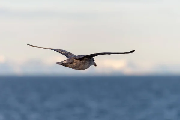 Norra Fulmar Flyger Över Arktiska Havet Svalbard — Stockfoto