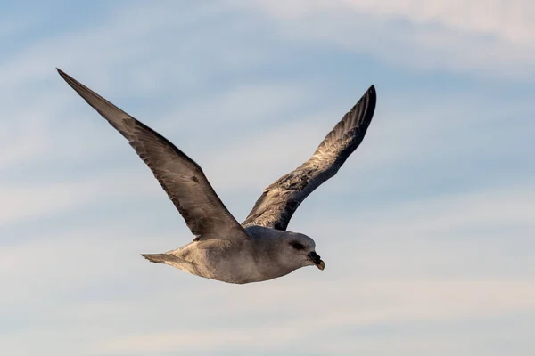 Norte Fulmar Volando Sobre Mar Ártico Svalbard —  Fotos de Stock