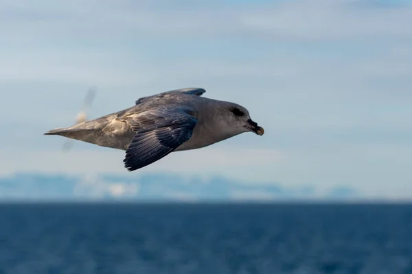 Norte Fulmar Volando Sobre Mar Ártico Svalbard — Foto de Stock