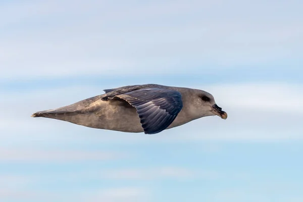 Nördlicher Fulmar Fliegt Über Dem Arktischen Meer Auf Spitzbergen — Stockfoto