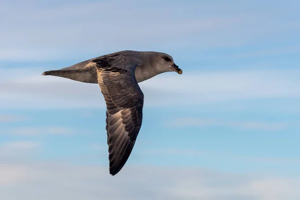 Severní Fulmar Letící Nad Severním Ledovým Mořem Špicberku — Stock fotografie