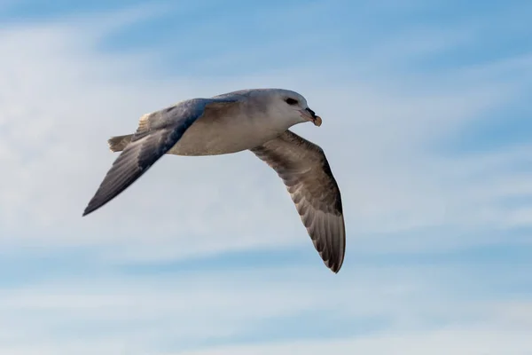 Norte Fulmar Voando Acima Mar Ártico Svalbard — Fotografia de Stock