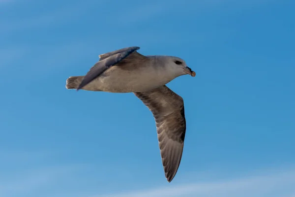 Kuzey Fulmar Svalbard Kuzey Kutup Denizi Üzerinde Uçuyor — Stok fotoğraf