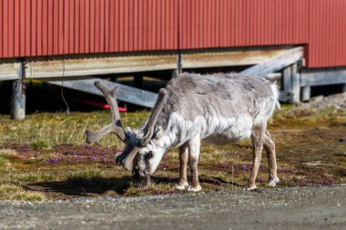 Yazın Ny-Alesund şehrinde vahşi ren geyikleri