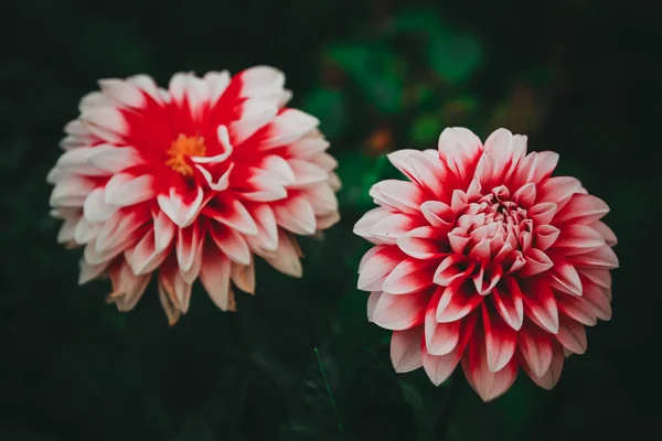 Kırmızı ve beyaz yıldız çiçeği