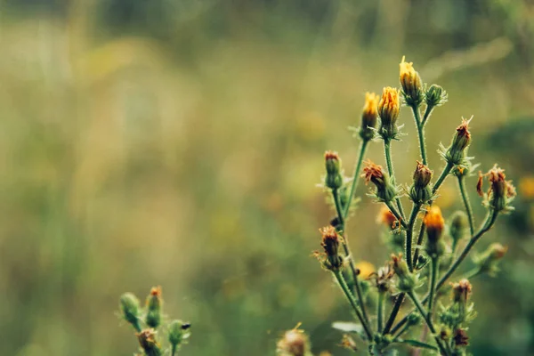  Dağlarda çok renkli çiçekler