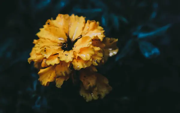  sarı çiçek zettestr