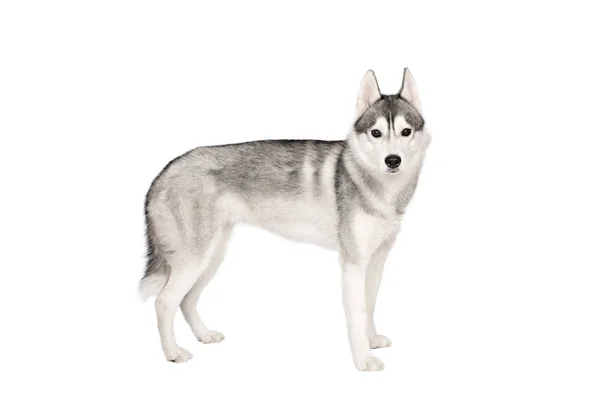 Hunden Husky Isolerade Vit Bakgrund Wolf Royaltyfria Stockbilder