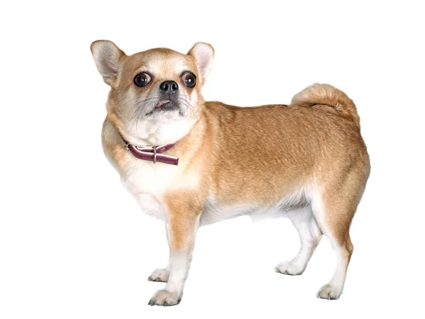 Hunden Dekorativa Isolerade Vit Bakgrund Rasen Chihuahua Stockbild