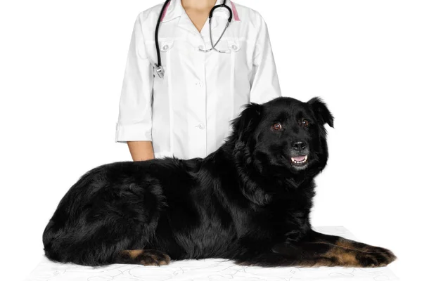 Behandlung Von Tieren Veterinärmedizin Stockfoto