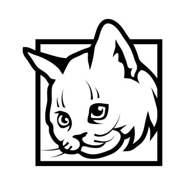 Kedi kafa Meydanı'nda