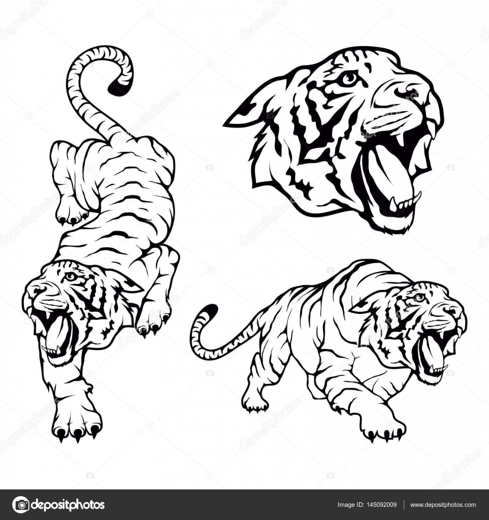 Tiger Zeichnung Vorlage - Ausmalbilder