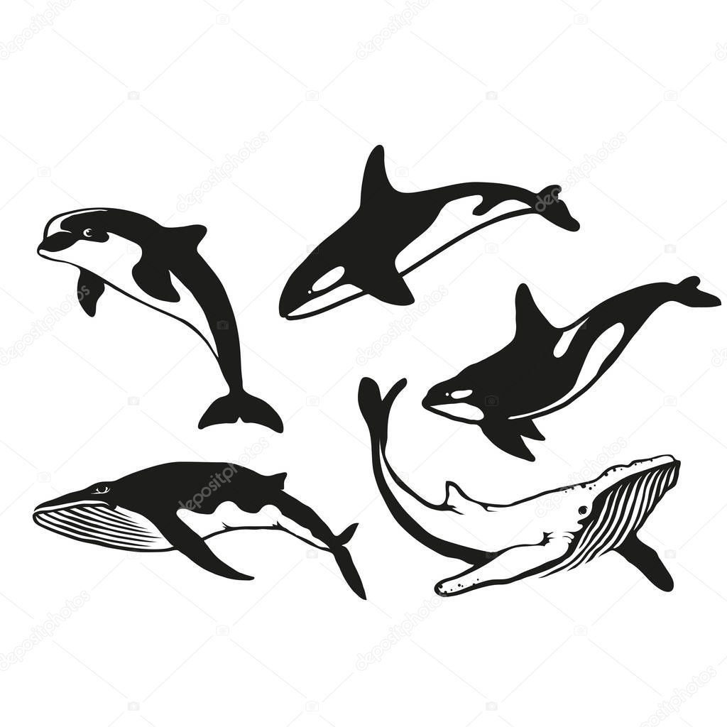 Orca dolphin and whale logos
