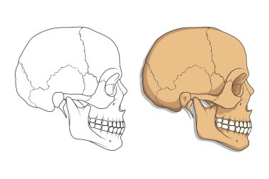 medical skull bone poster clipart