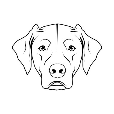 Labrador köpek logosu