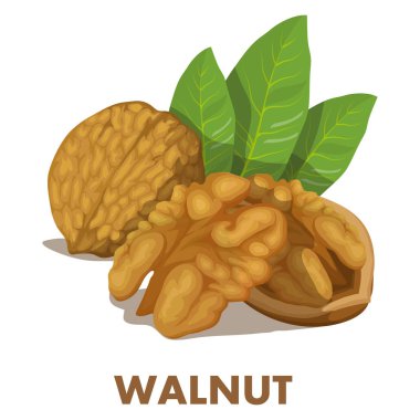 Ceviz logo vektör çizim 