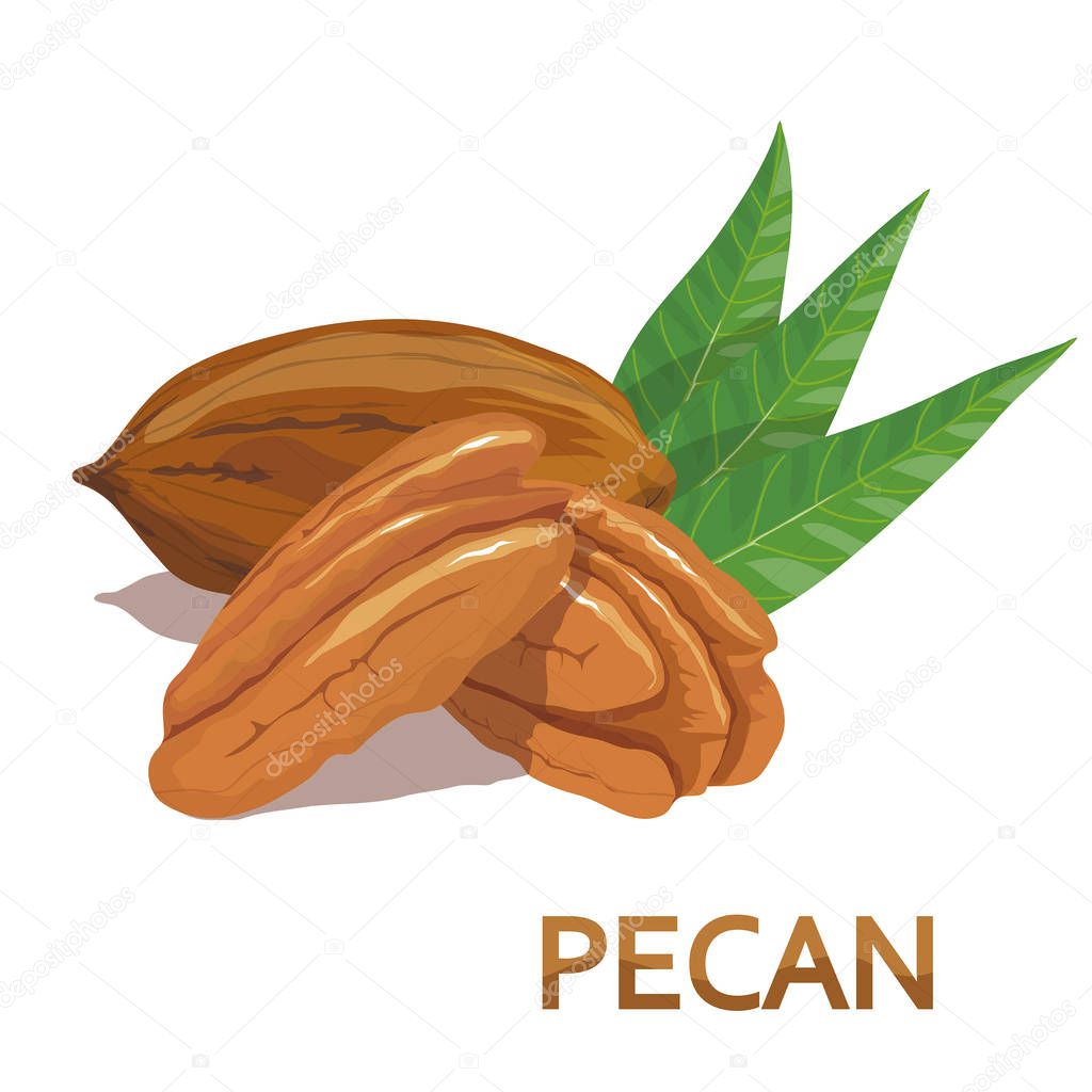 Pecan nut. Nut food. Isolated on white background. Healthy nutrition. vector illustration