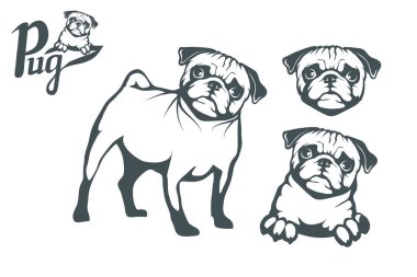 Pug köpek küme. Tasarım için pets. Vektör grafik tasarım