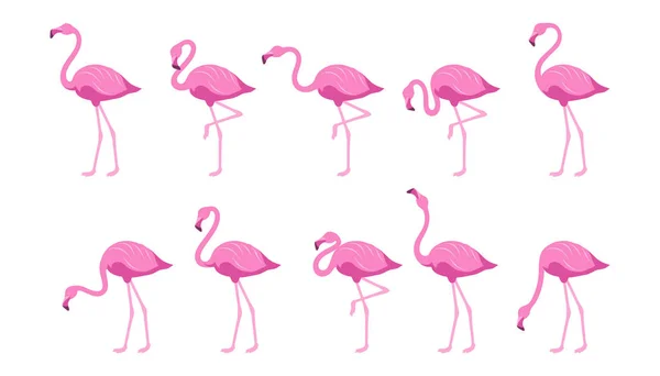 Flamingo Flach Exotischer Tropischer Vogel Flachen Stil Flamingos Exotische Tiere — Stockvektor