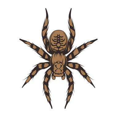 Tarantula. Animalia, Arthropoda, Chelicerata, Arachnida, Araneae, Mygalomorphae vektörü. Tarantula örümceği dövmesi çiz. Egzotik hayvanlar. Cadılar Bayramı. Örümcek ya da eklembacaklı türler. Tehlikeli böcekler..