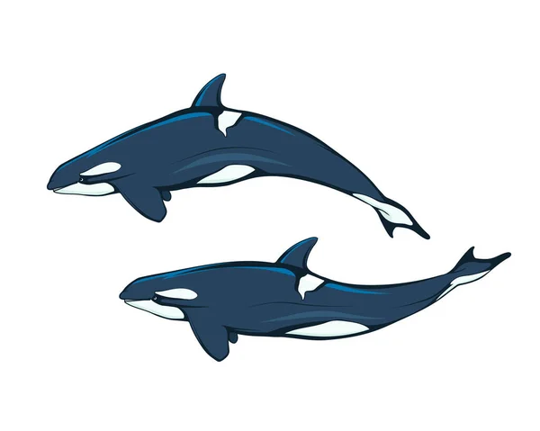 杀人鲸 虎鲸一种虎鲸 或虎鲸 海洋哺乳动物 鲸目动物 有牙齿的鲸鱼海豚一家Dolphin Family 鲸目动物中最大的动物是捕猎温血动物的食肉动物 — 图库矢量图片