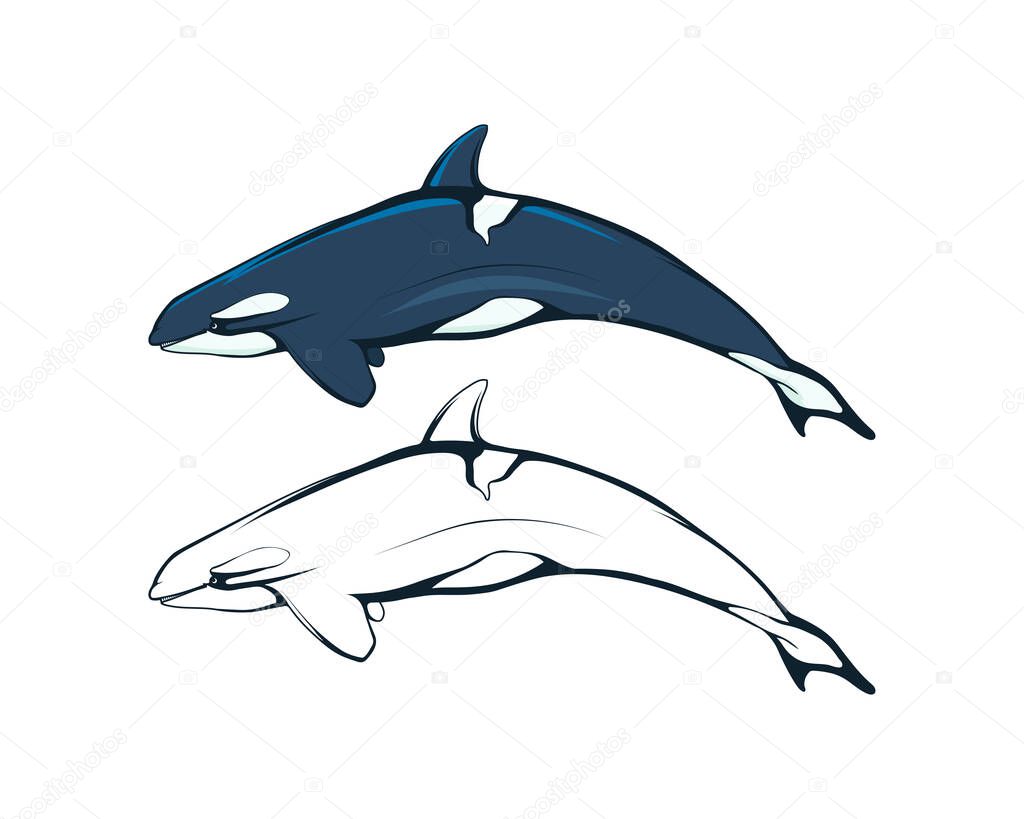 Killer whale. An orca (or killer) whale. Marine mammal. Cetaceans. Toothed whale. Dolphin family. The largest among the cetaceans is a real predator chasing warm-blooded animals.