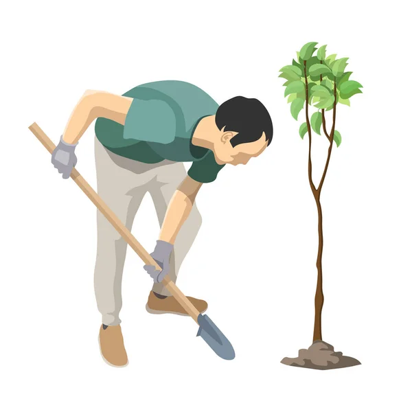 Człowiek Sadzi Drzewo Roślina Sadownicza Wolontariuszka Ogrodnictwa Wolontariuszka Sadząca Młode — Wektor stockowy