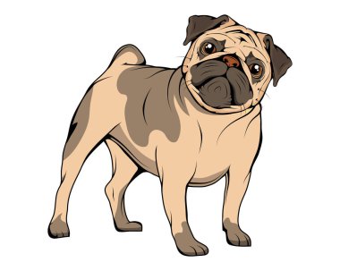 Sevimli Pug yavruları. Espri posteri, tişört kompozisyonu, el çizimi stili baskı. Pug cinsinin şirin köpeği. Köpeğin portresi. Şirin, dost canlısı, tombul, tombul yavru köpek yavrusu. Köpekler, hayvanlar, hayvanlar.