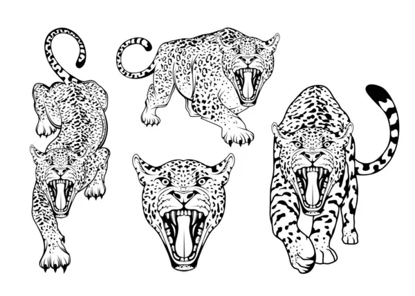 Bosquejo Leopardo Varias Poses — Archivo Imágenes Vectoriales