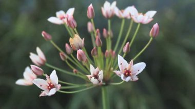 Butomus umbellatus çiçek.