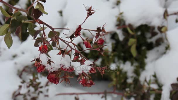 Snow on Red Rose - Loop. — Stock Video