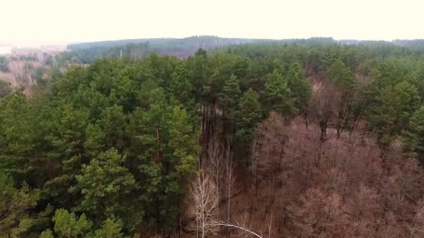 Volando sobre el bosque . — Vídeo de stock