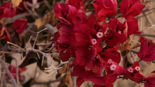 Red Flowers Blooming in Springtime. — Stock Video