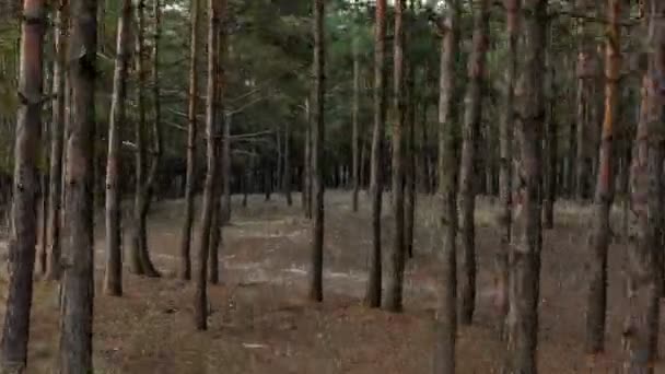 Hyper časosběrné Video z divokého borového lesa. — Stock video