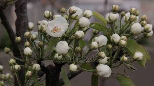 Bloemen van appelboom. — Stockvideo