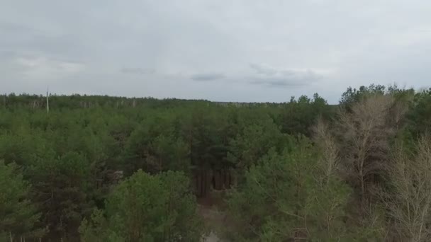 緑の森の空中風景. — ストック動画