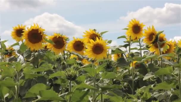 Tournesols dans le vent .