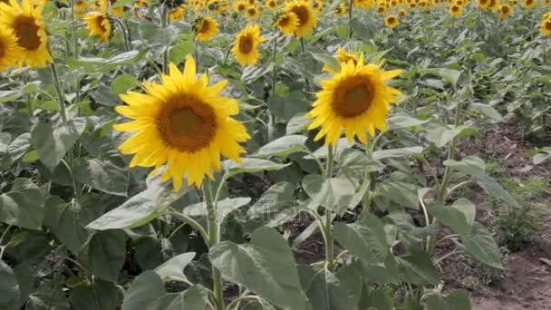 Zonnebloemen in het veld. — Stockvideo