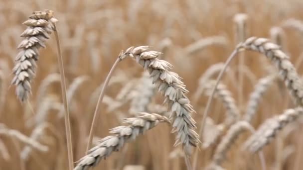 Espiguillas doradas de campo de trigo . — Vídeos de Stock