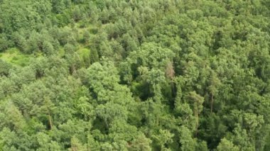 İlkbahar veya yaz günlerinde genç orman drone havadan yukarıdan aşağıya görünümü. Doğal yeşil yeşillik arka plan.