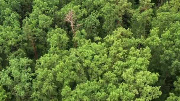 Luchtfoto Van Jong Bos Het Voorjaar Zomer Natuurlijke Groene Gebladerte — Stockvideo