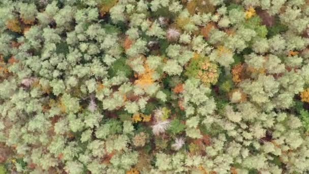Légi Felvétel Sokszínű Erdőről Ősszel Drón Rotációval Száll Vad Táj — Stock videók