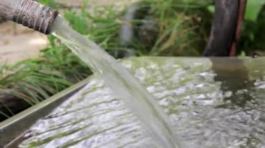 Yaz bahçesindeki bitkileri sulamak için bir kaseye su koy. Temiz su akıntısı.