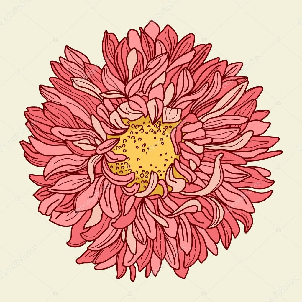 菊ストックベクター ロイヤリティフリー菊イラスト Depositphotos 菊ストックベクター ロイヤリティフリー菊イラスト Depositphotos