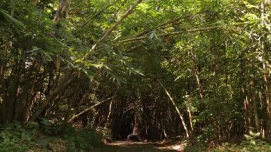 kız ve şelale ve bambu ormanda yoga